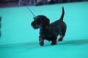 Crufts_dachshunds 168